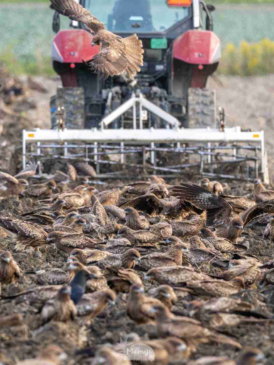 【閲覧注意】色んな集合体の画像を集めようPart6