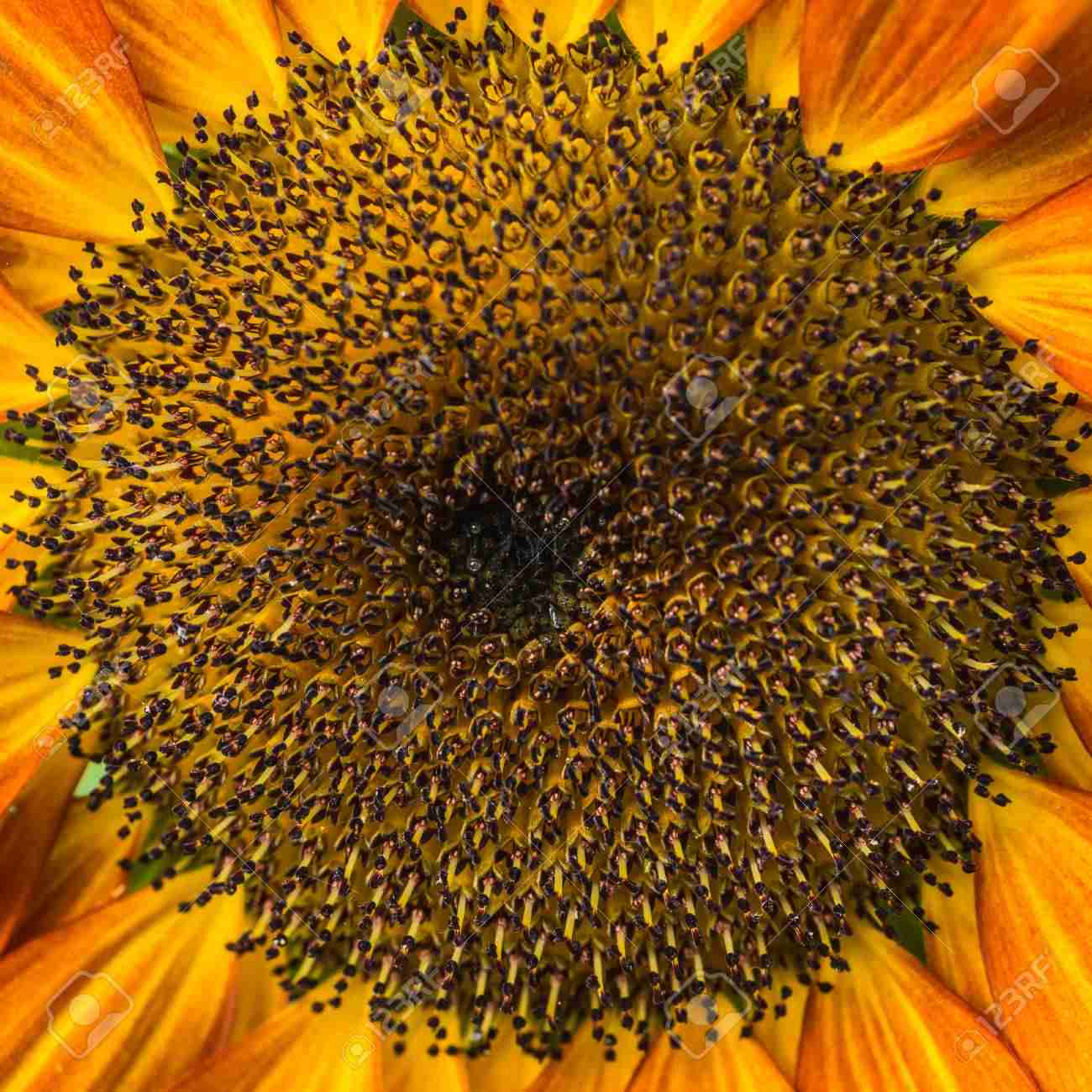 【閲覧注意】色んな集合体の画像を集めようPart6