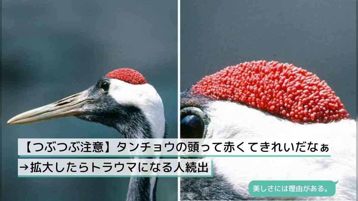 【閲覧注意】色んな集合体の画像を集めようPart6