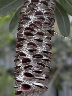 【閲覧注意】色んな集合体の画像を集めようPart6