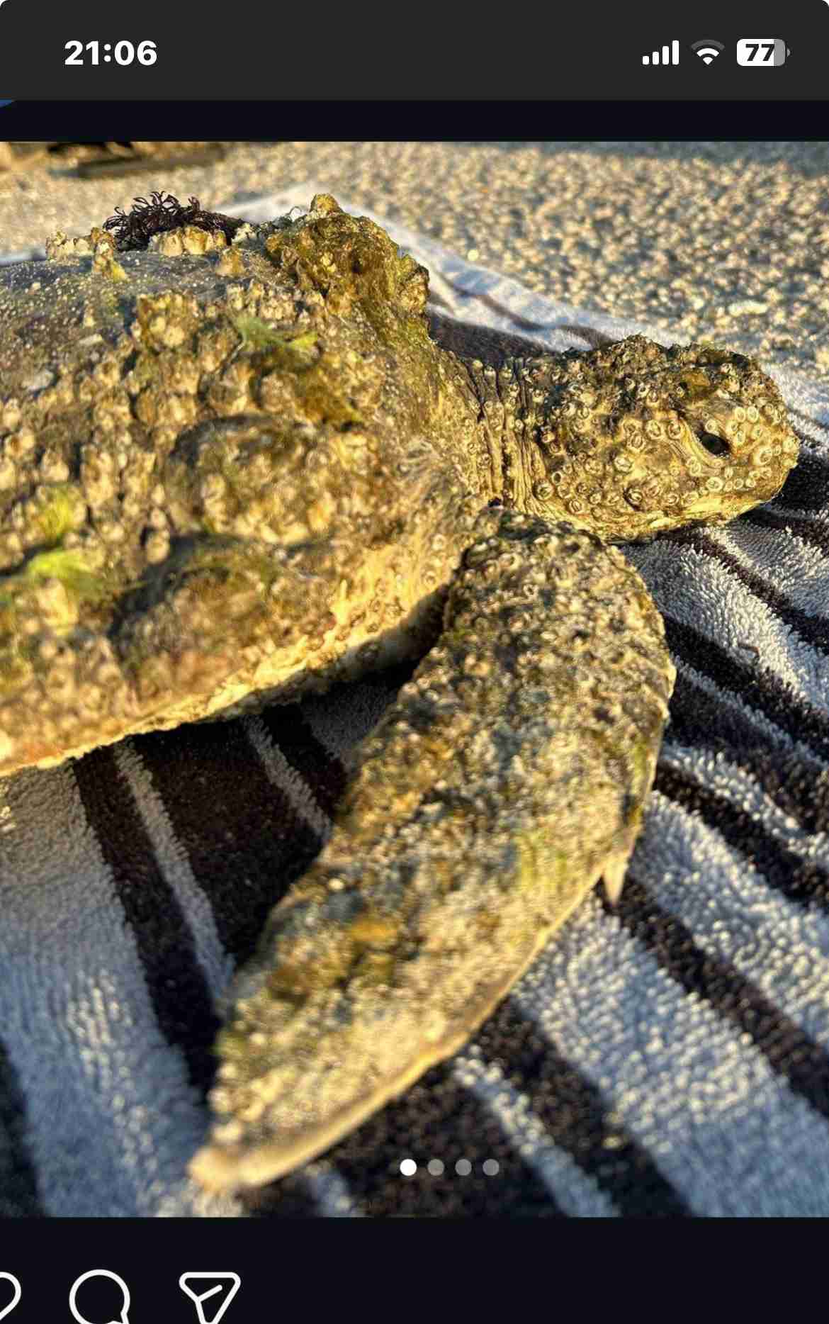 【閲覧注意】色んな集合体の画像を集めようPart6