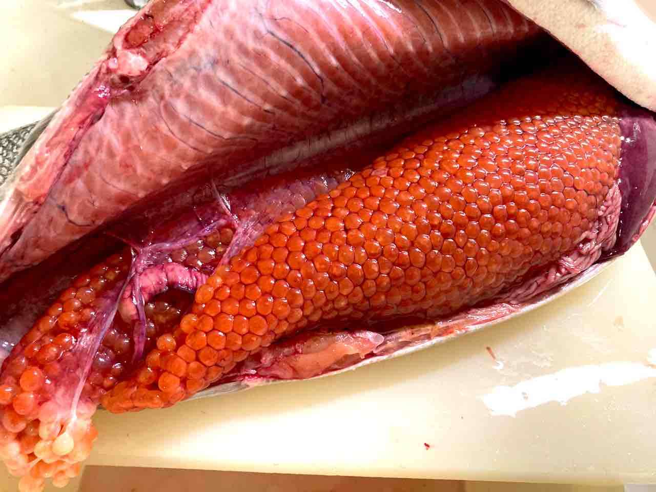 【閲覧注意】色んな集合体の画像を集めようPart6