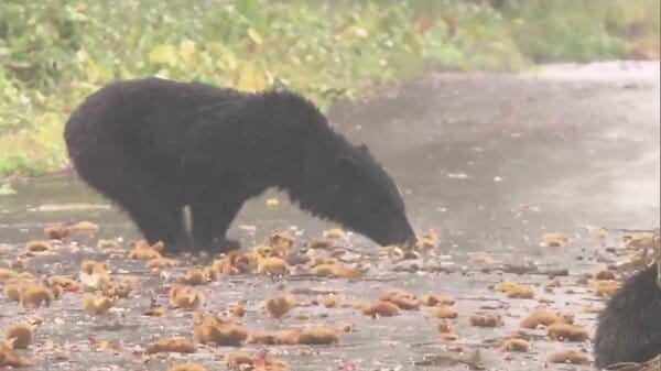 「強い匂いでクマを引き寄せてしまう」自宅にあれば要注意…“人喰い熊”から『エサだ』と見なされてしまう意外なアイテムとは？