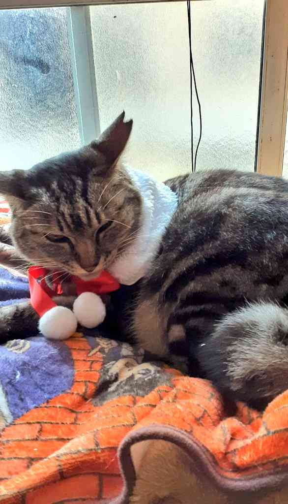 サンタ姿の芸能人が見たい