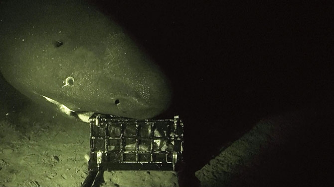 宇宙と深海、行けるとしたらどちらに行ってみたいですか?