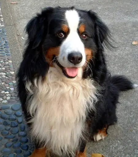 犬・猫の平均寿命は何歳? 最も長寿な犬種は「トイ・プードル」猫種は「日本猫」平均15.3歳 - アニコム調査