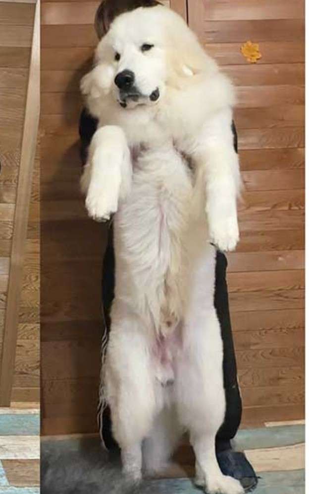 「超大型犬の成長速度　半端ないって」　わずか8か月で体重38キロに　衝撃的な比較写真に3.6万“いいね”