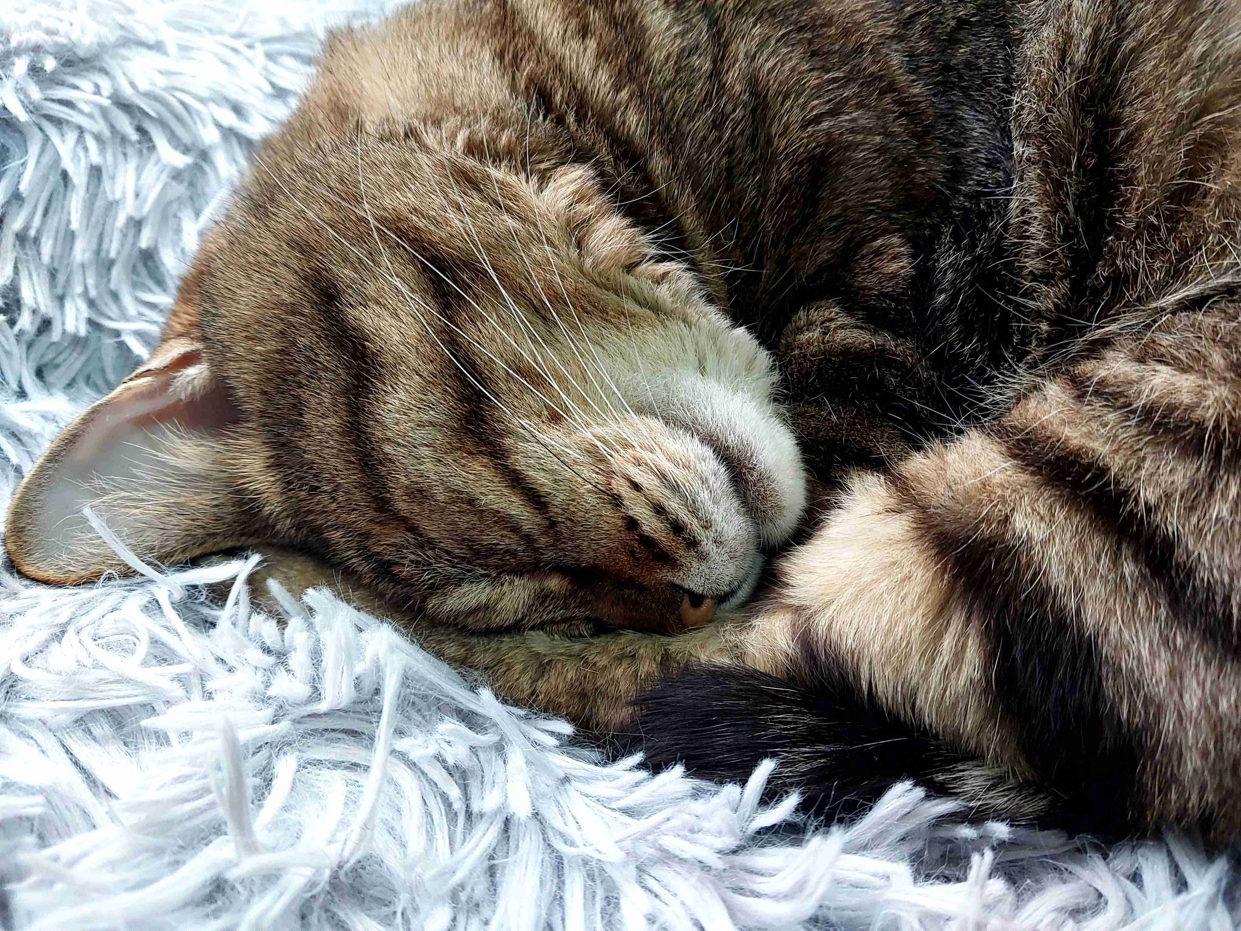 がるちゃん猫カフェ117号店開店しました♪(初めての方も大歓迎♪)