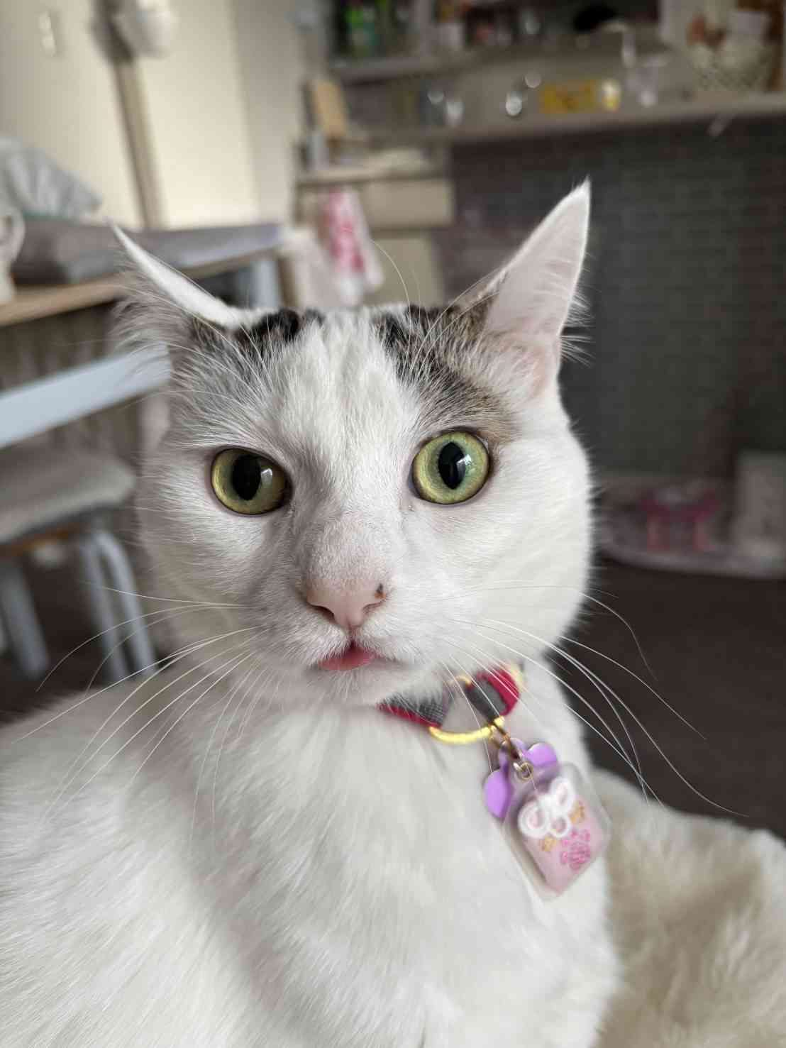 がるちゃん猫カフェ117号店開店しました♪(初めての方も大歓迎♪)