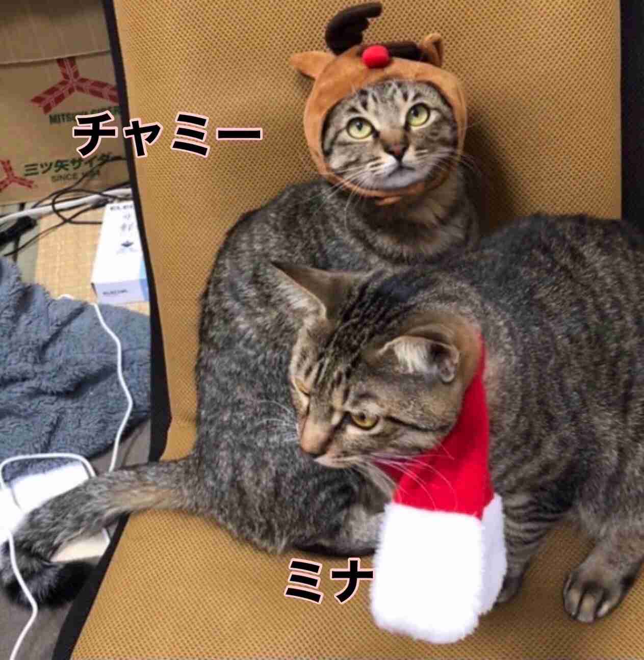 がるちゃん猫カフェ117号店開店しました♪(初めての方も大歓迎♪)