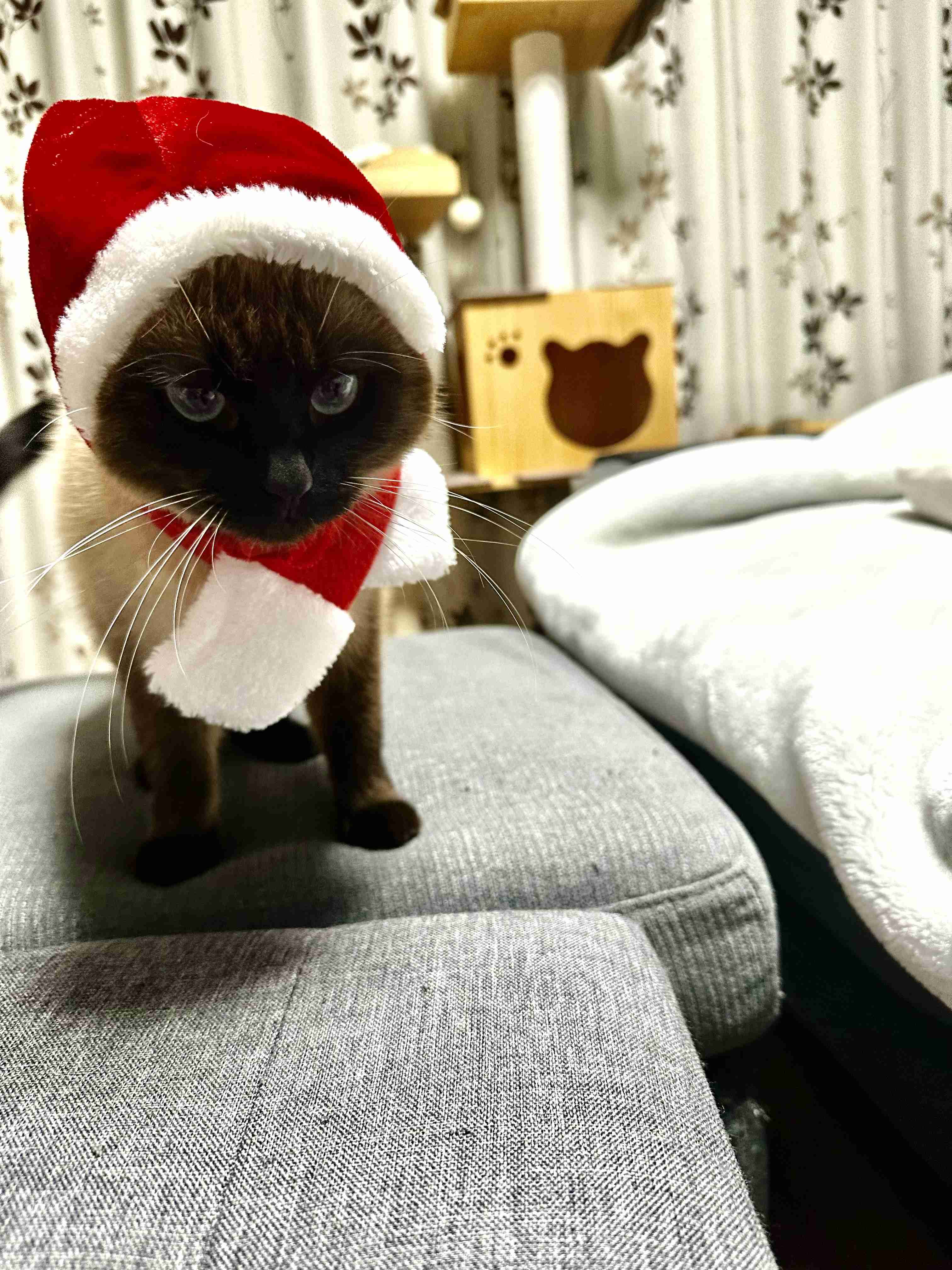 がるちゃん猫カフェ117号店開店しました♪(初めての方も大歓迎♪)