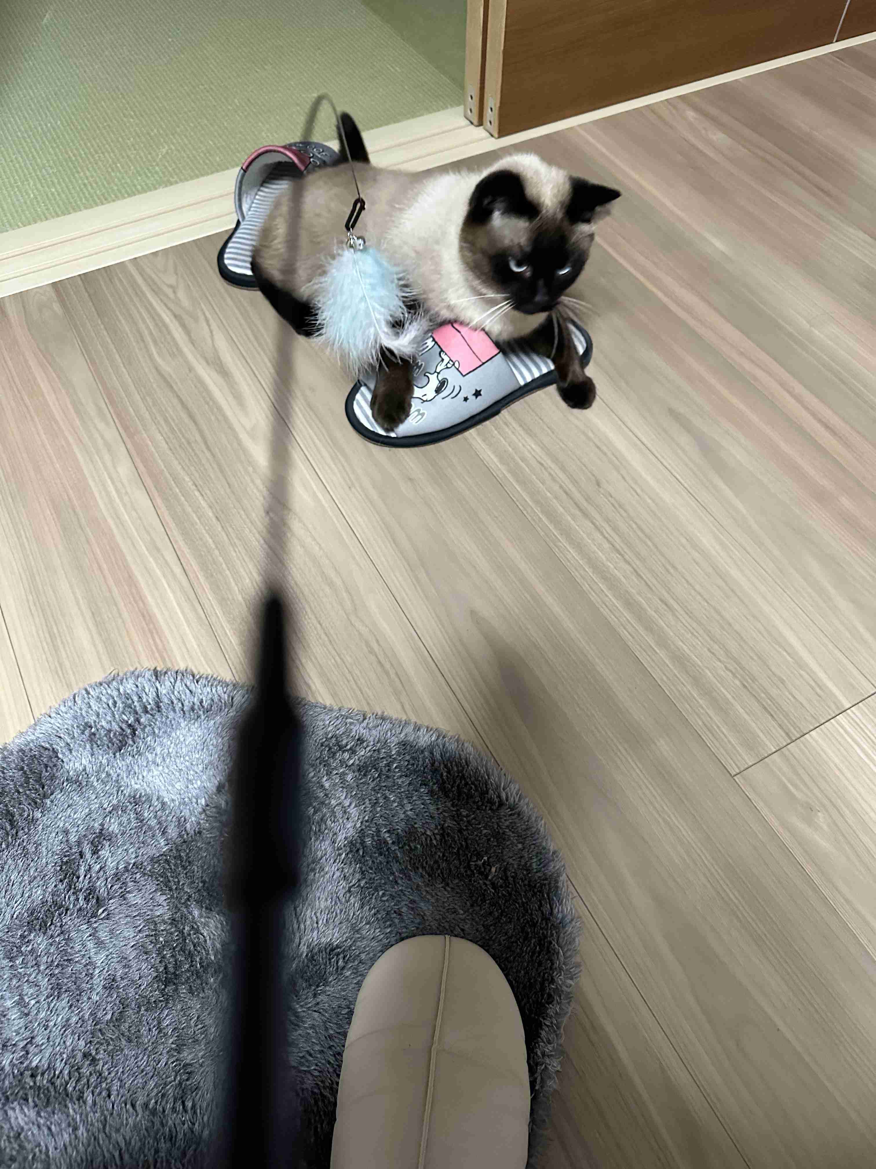 がるちゃん猫カフェ117号店開店しました♪(初めての方も大歓迎♪)