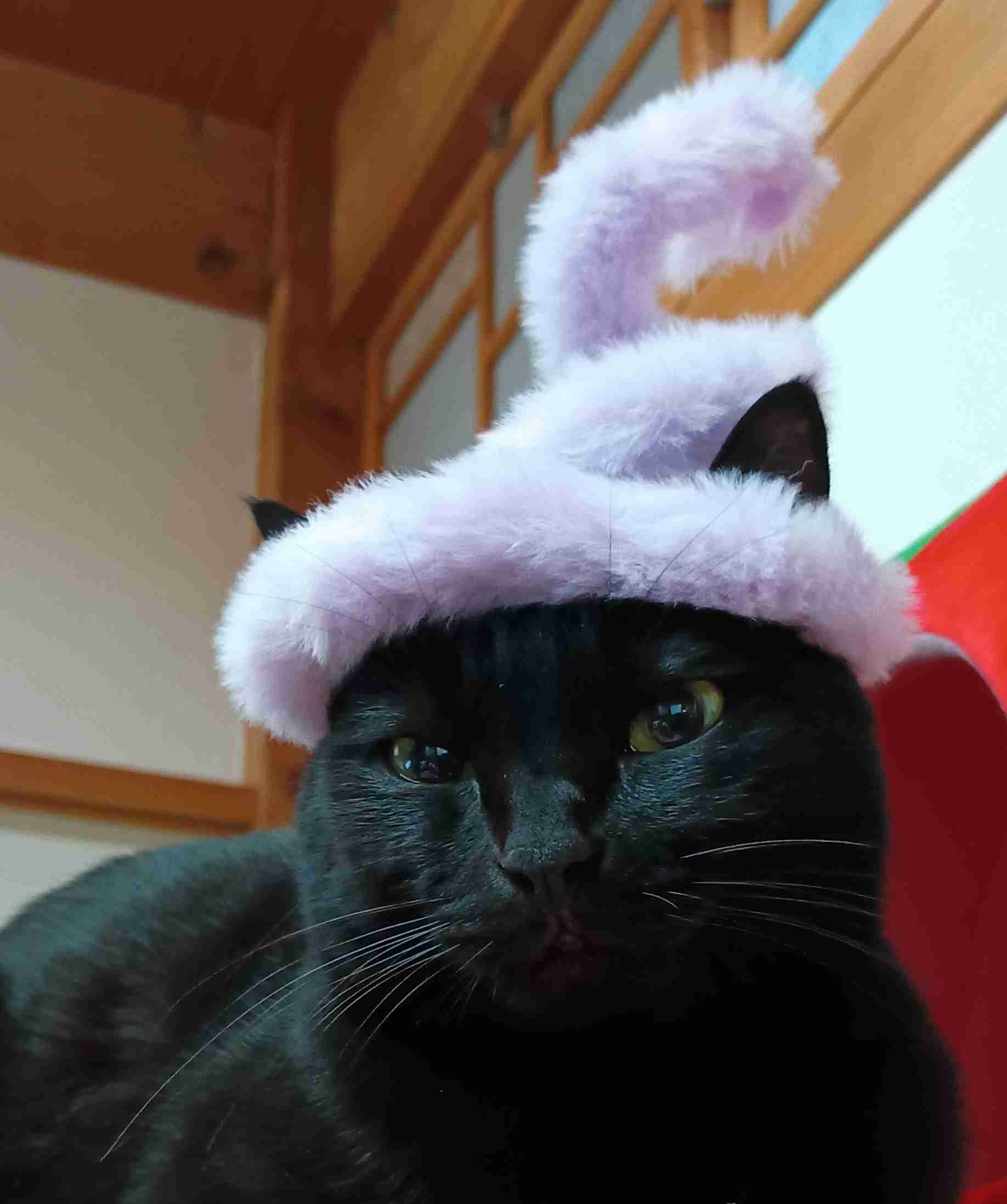 がるちゃん猫カフェ117号店開店しました♪(初めての方も大歓迎♪)