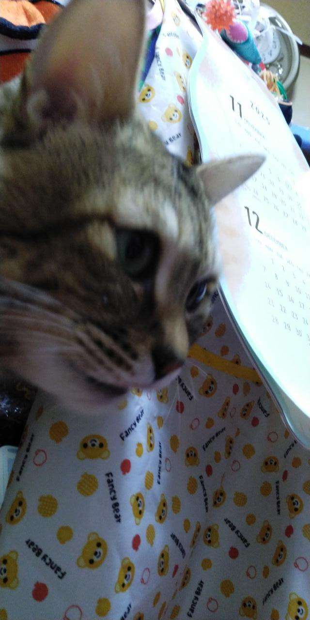がるちゃん猫カフェ117号店開店しました♪(初めての方も大歓迎♪)