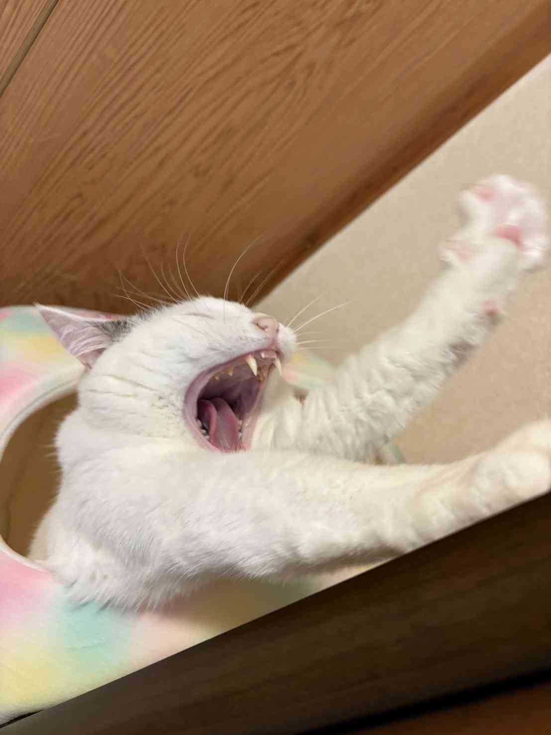 がるちゃん猫カフェ117号店開店しました♪(初めての方も大歓迎♪)