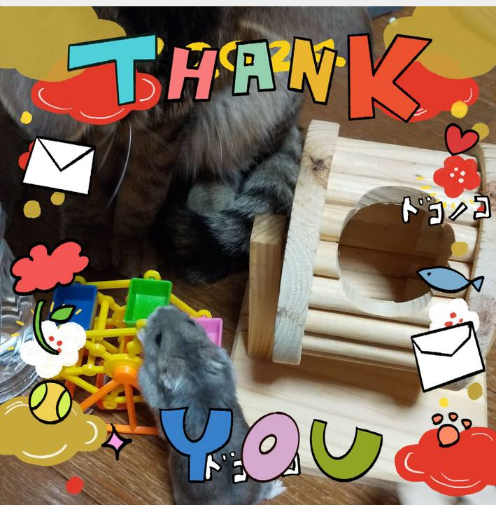 がるちゃん猫カフェ117号店開店しました♪(初めての方も大歓迎♪)
