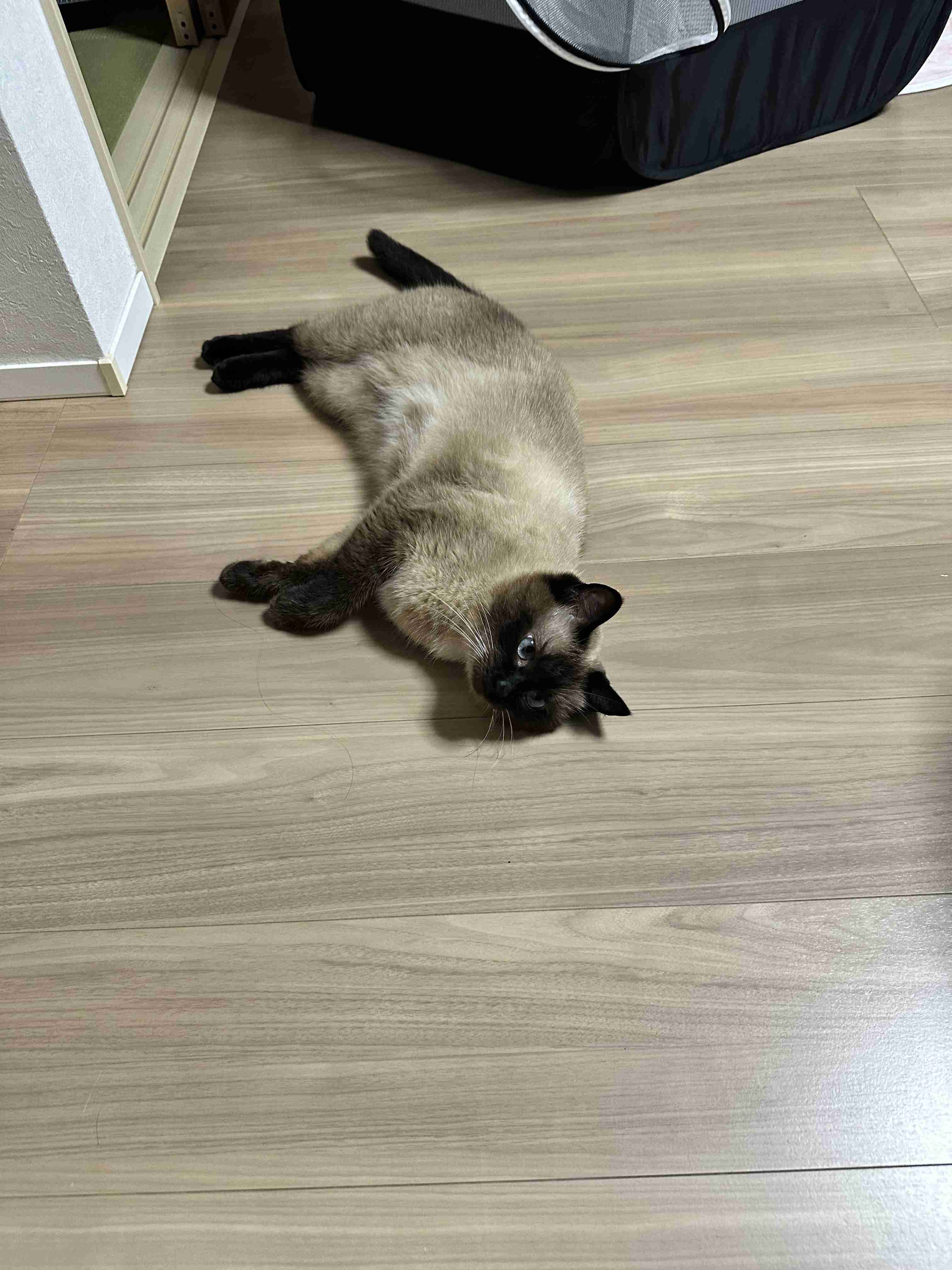 がるちゃん猫カフェ117号店開店しました♪(初めての方も大歓迎♪)