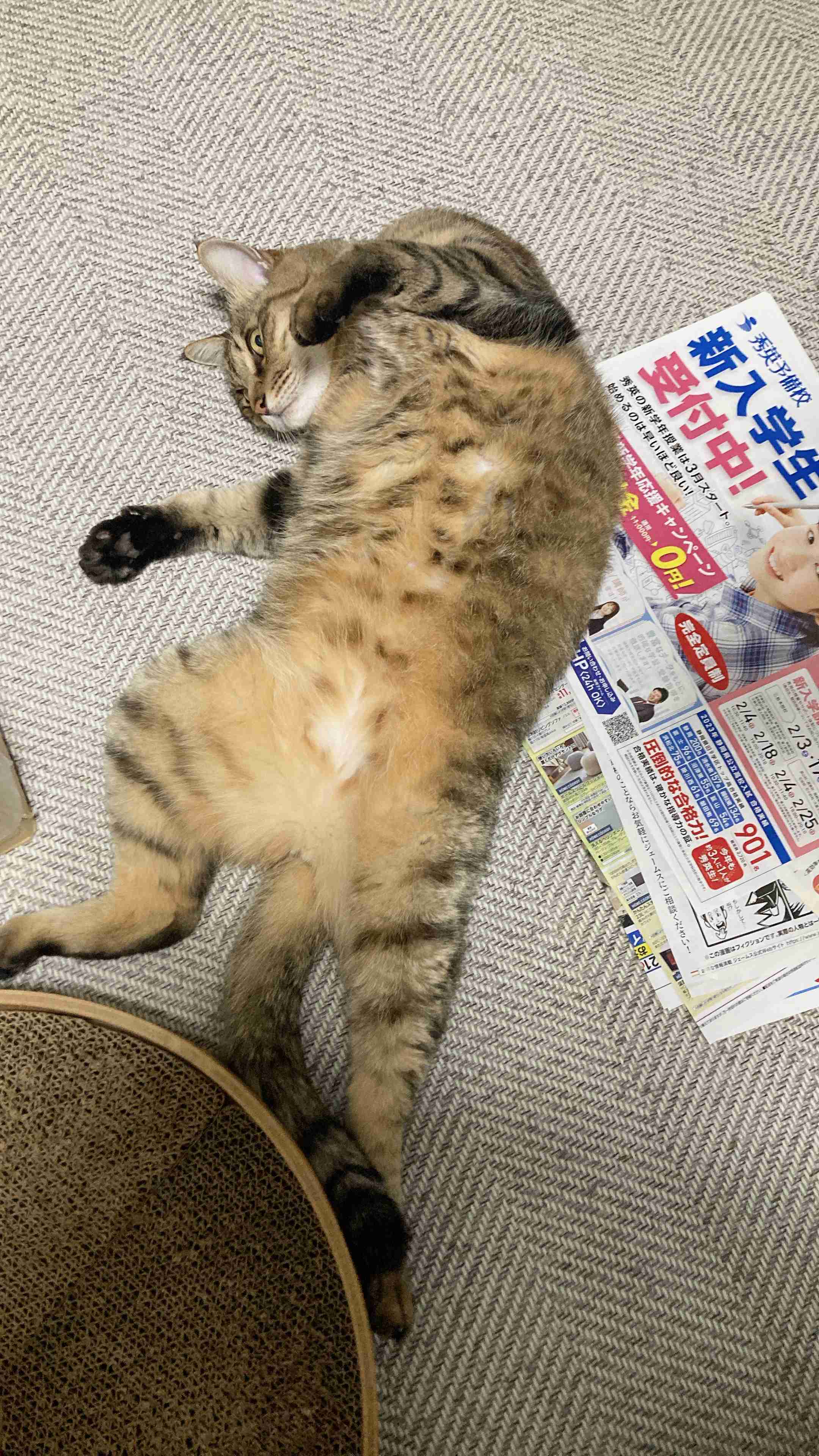 がるちゃん猫カフェ117号店開店しました♪(初めての方も大歓迎♪)