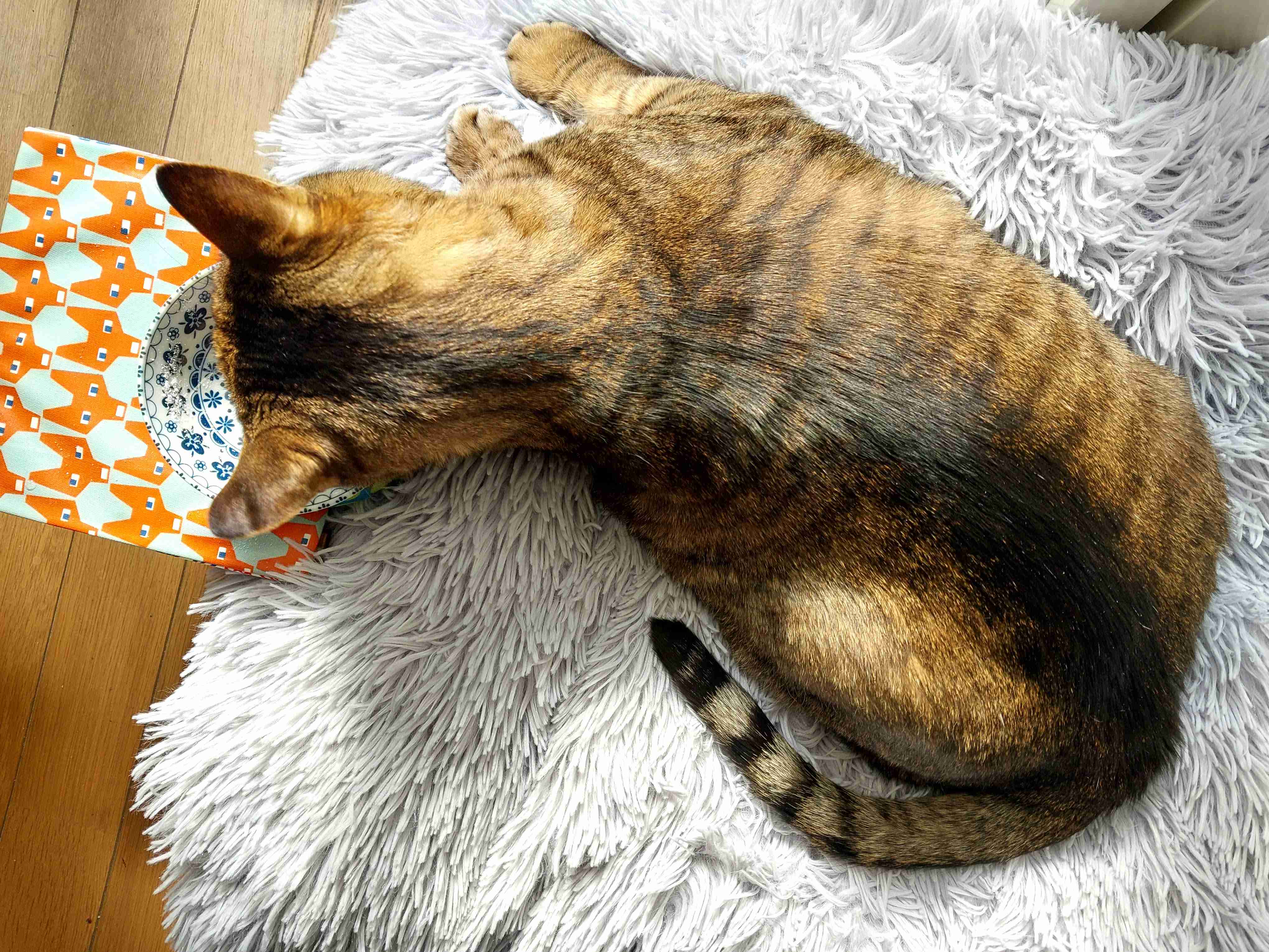 がるちゃん猫カフェ117号店開店しました♪(初めての方も大歓迎♪)