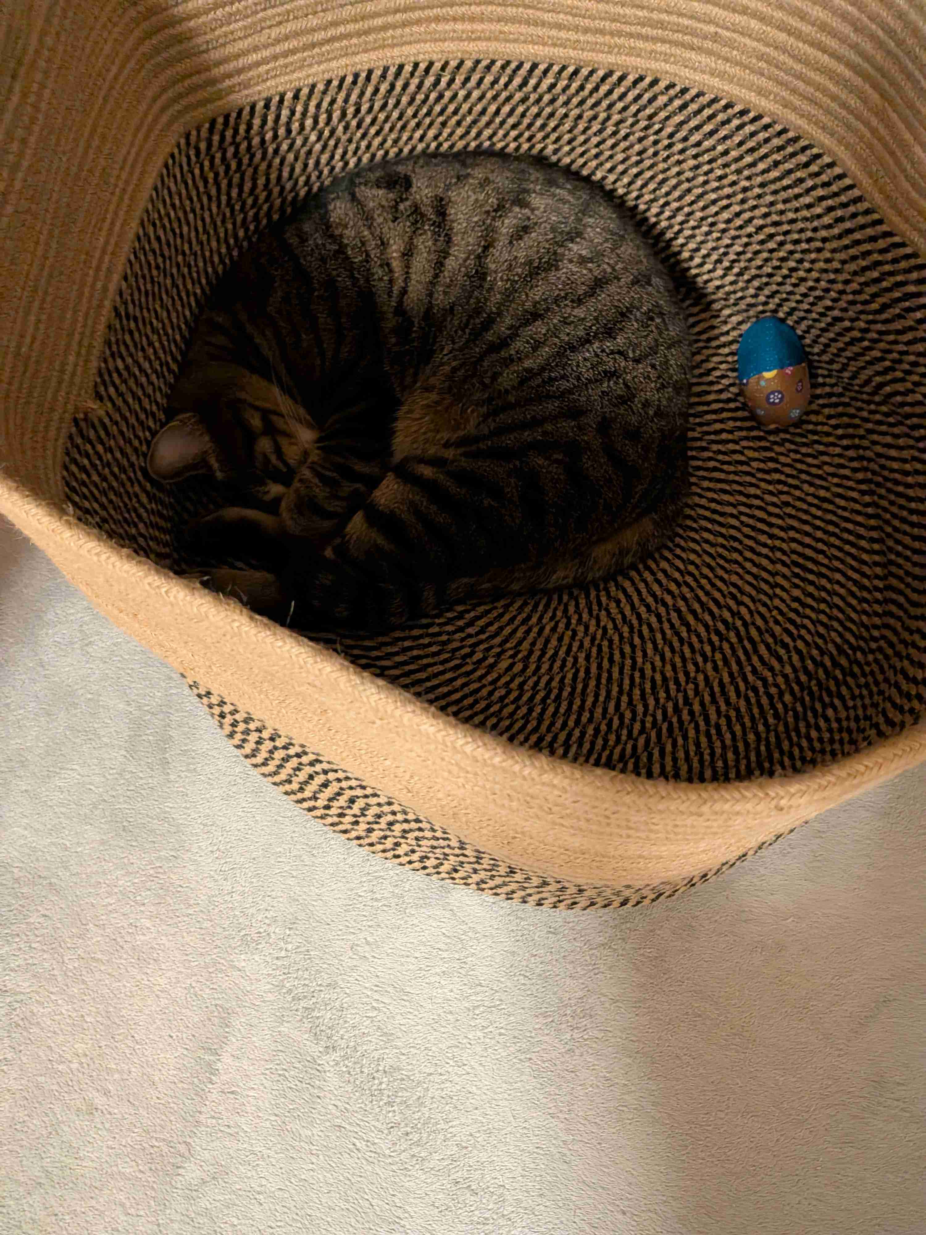 がるちゃん猫カフェ117号店開店しました♪(初めての方も大歓迎♪)