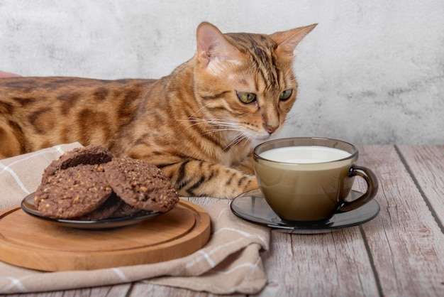 がるちゃん猫カフェ117号店開店しました♪(初めての方も大歓迎♪)
