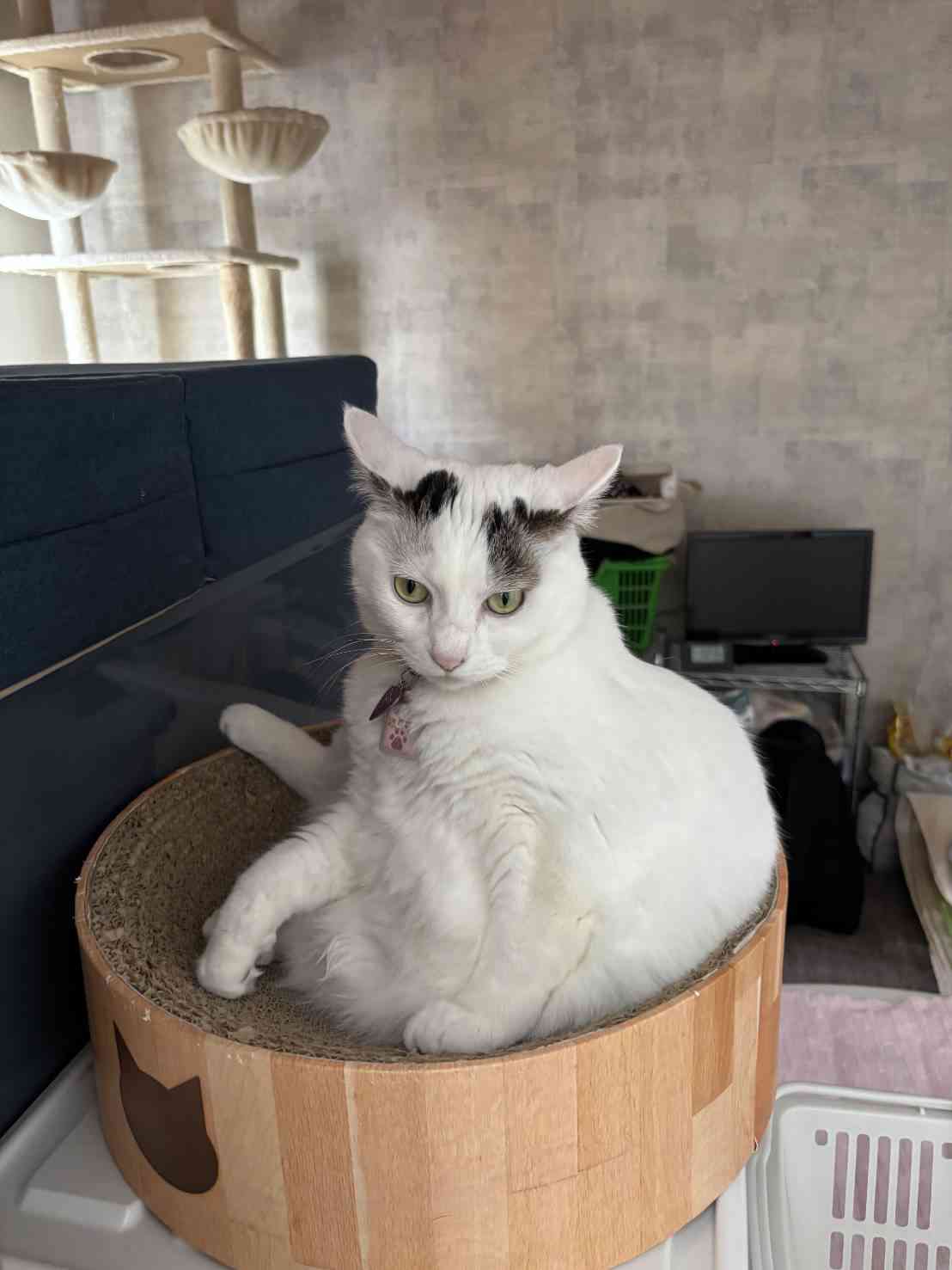がるちゃん猫カフェ117号店開店しました♪(初めての方も大歓迎♪)