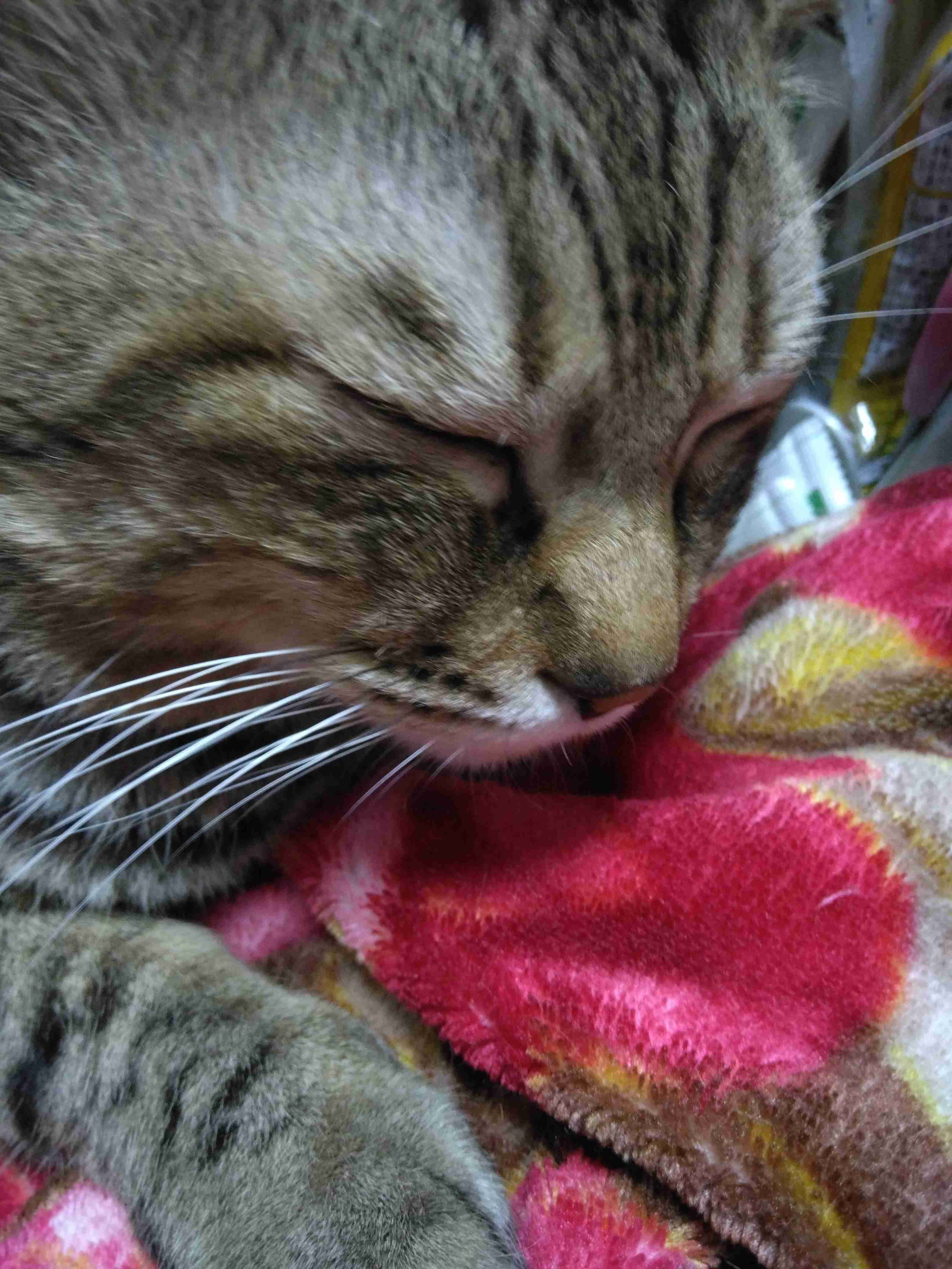 がるちゃん猫カフェ117号店開店しました♪(初めての方も大歓迎♪)