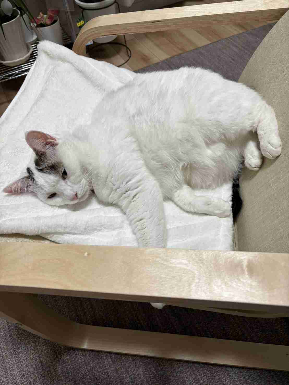 がるちゃん猫カフェ117号店開店しました♪(初めての方も大歓迎♪)