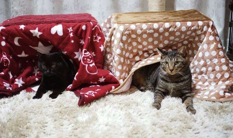 がるちゃん猫カフェ117号店開店しました♪(初めての方も大歓迎♪)