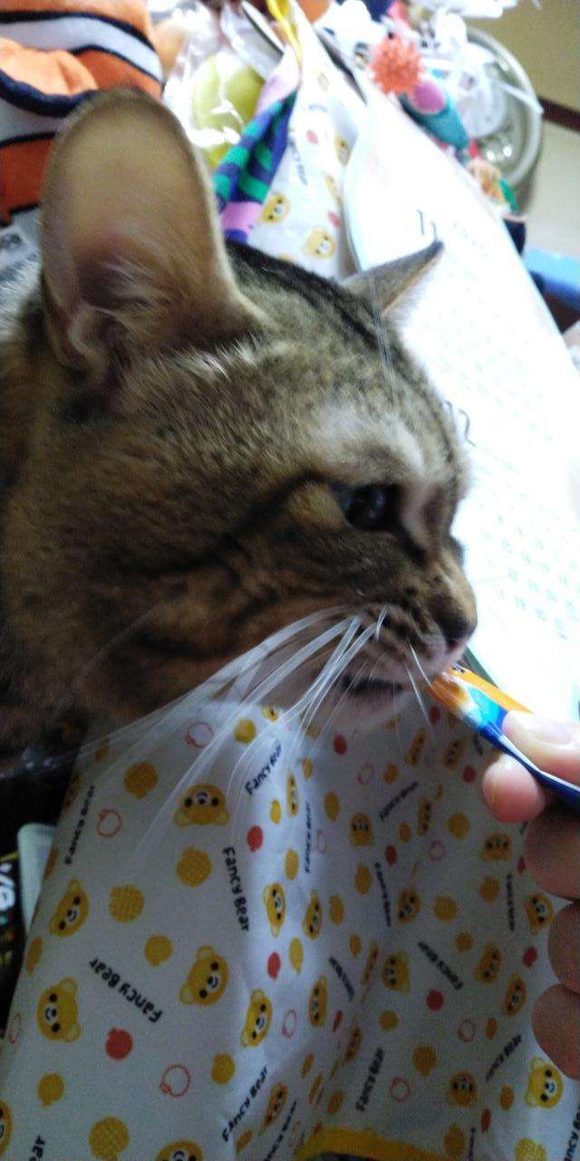 がるちゃん猫カフェ117号店開店しました♪(初めての方も大歓迎♪)