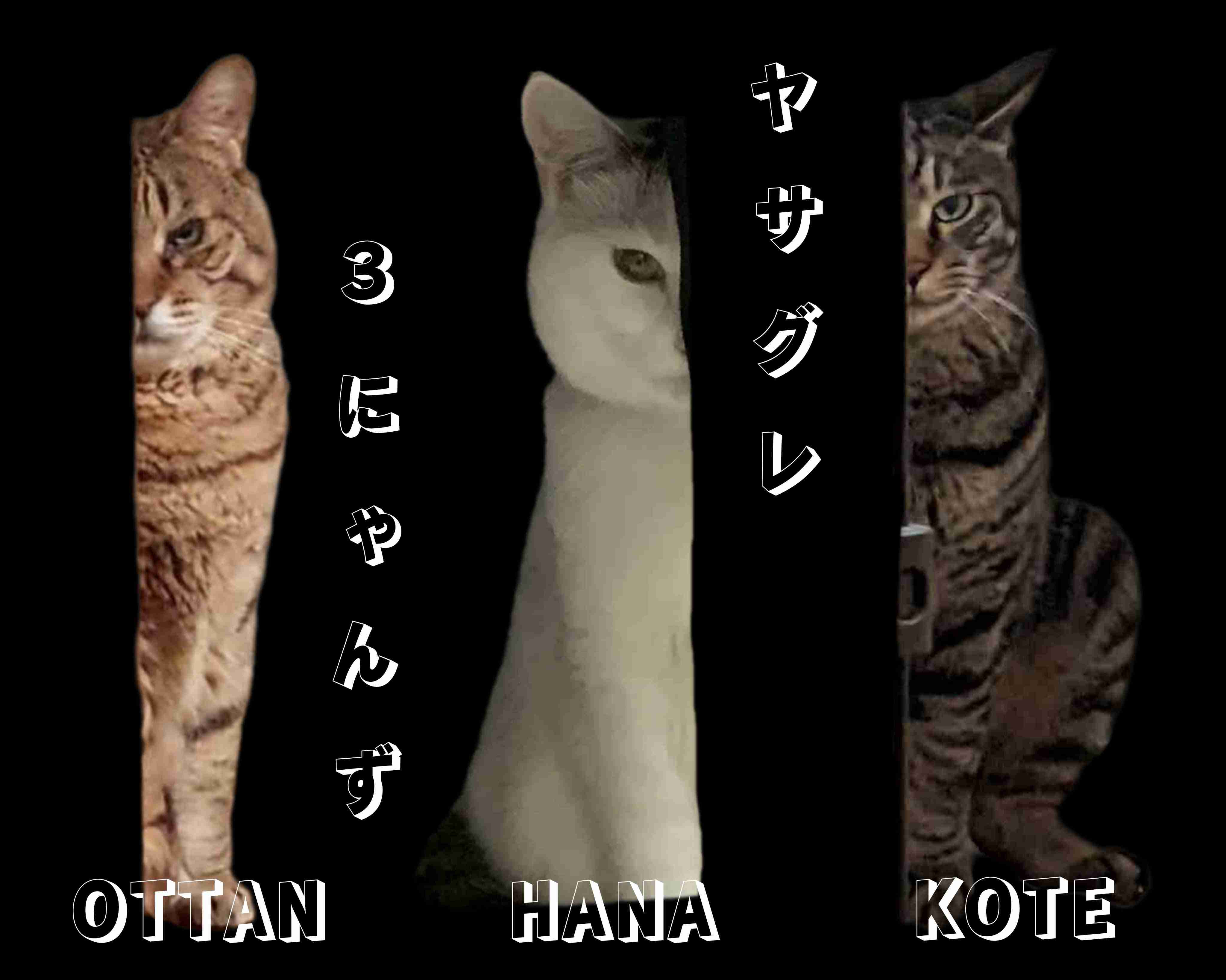 がるちゃん猫カフェ117号店開店しました♪(初めての方も大歓迎♪)