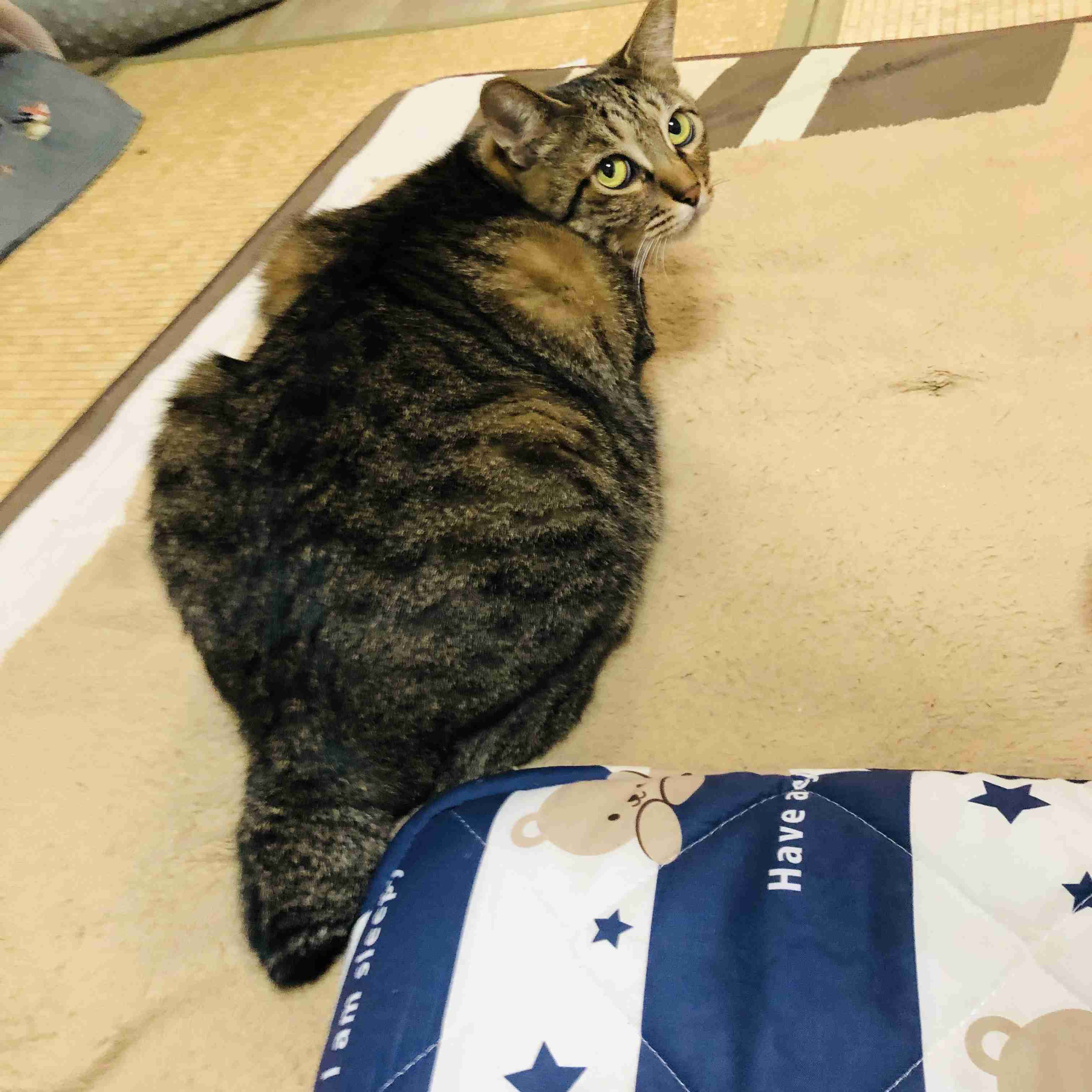 がるちゃん猫カフェ117号店開店しました♪(初めての方も大歓迎♪)
