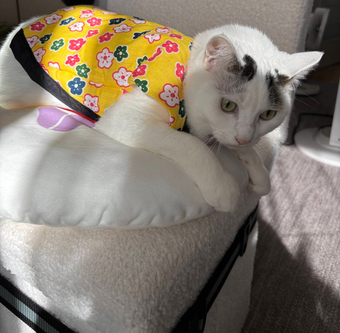 がるちゃん猫カフェ117号店開店しました♪(初めての方も大歓迎♪)