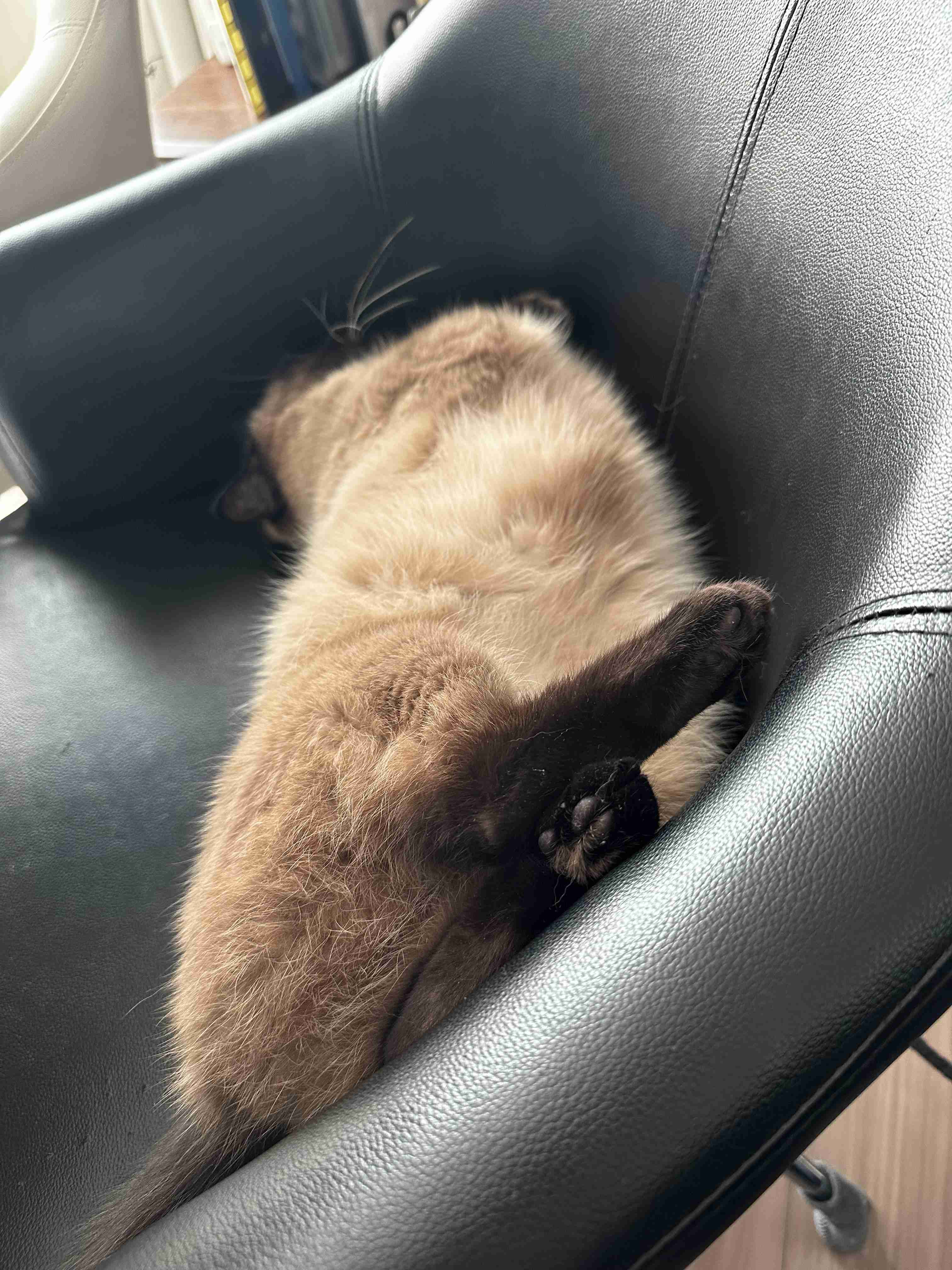 がるちゃん猫カフェ117号店開店しました♪(初めての方も大歓迎♪)