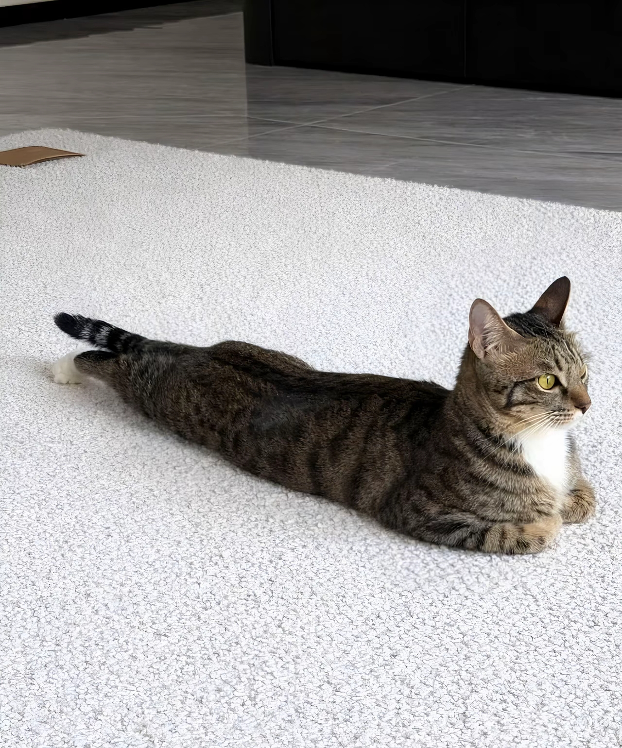 がるちゃん猫カフェ117号店開店しました♪(初めての方も大歓迎♪)