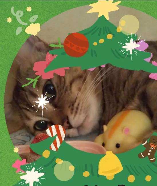 がるちゃん猫カフェ117号店開店しました♪(初めての方も大歓迎♪)