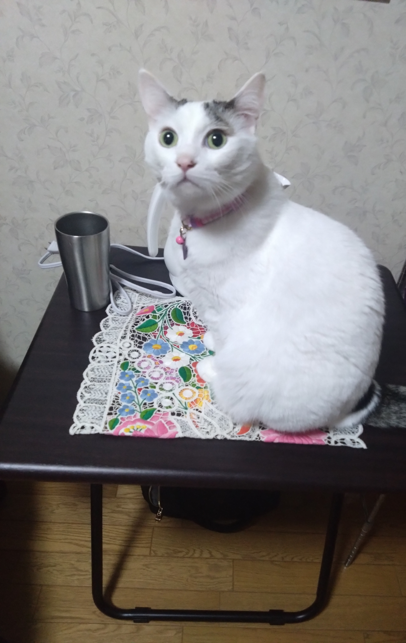 がるちゃん猫カフェ117号店開店しました♪(初めての方も大歓迎♪)