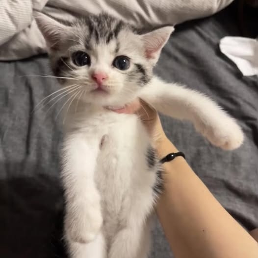 がるちゃん猫カフェ117号店開店しました♪(初めての方も大歓迎♪)