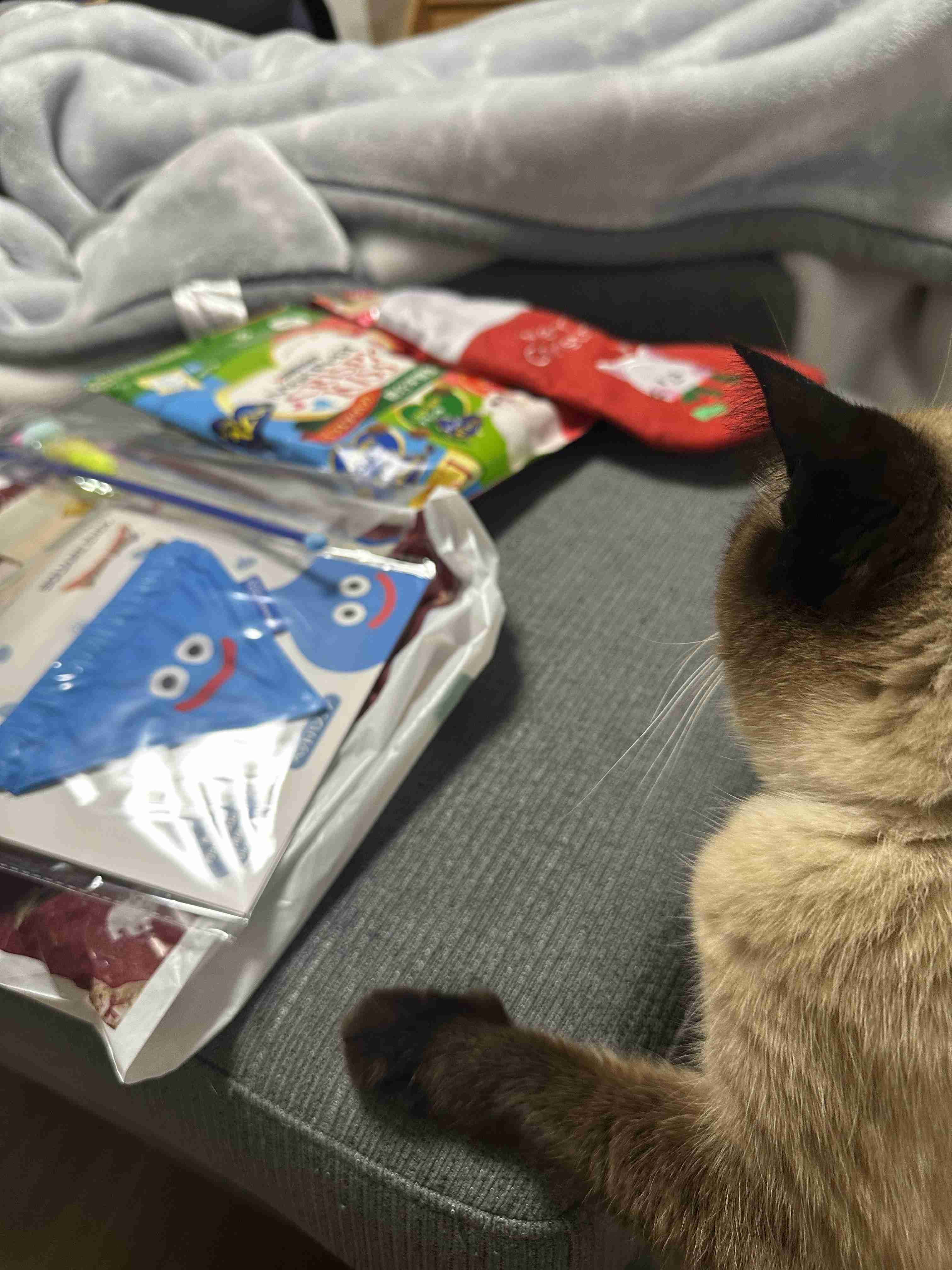 がるちゃん猫カフェ117号店開店しました♪(初めての方も大歓迎♪)