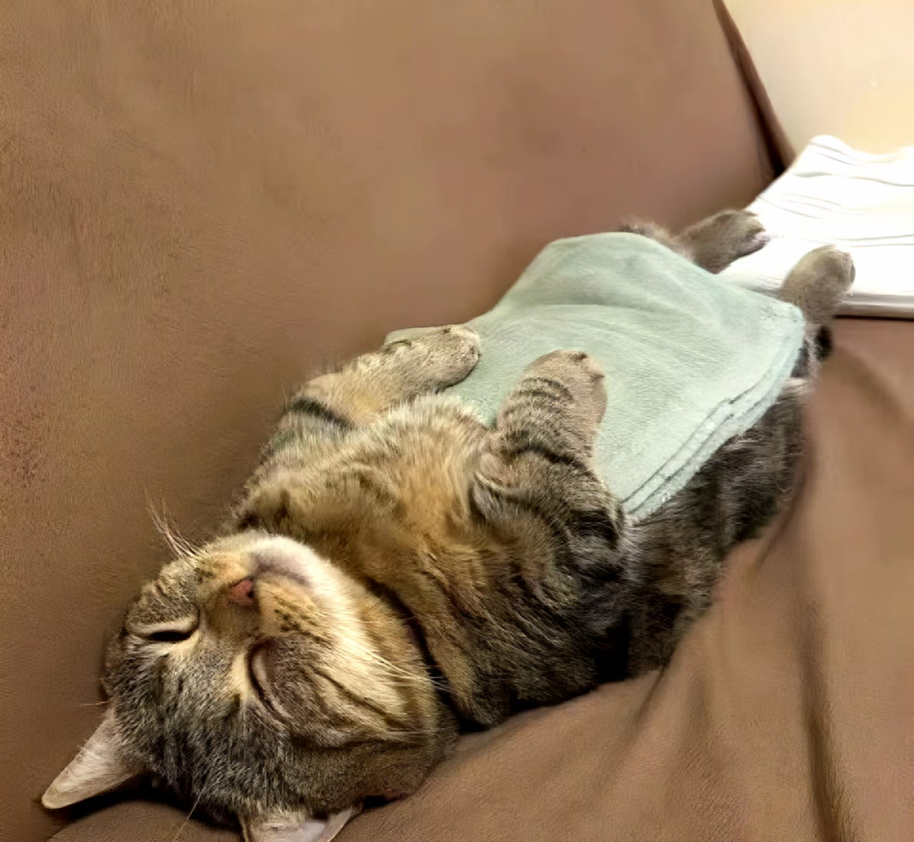 がるちゃん猫カフェ117号店開店しました♪(初めての方も大歓迎♪)
