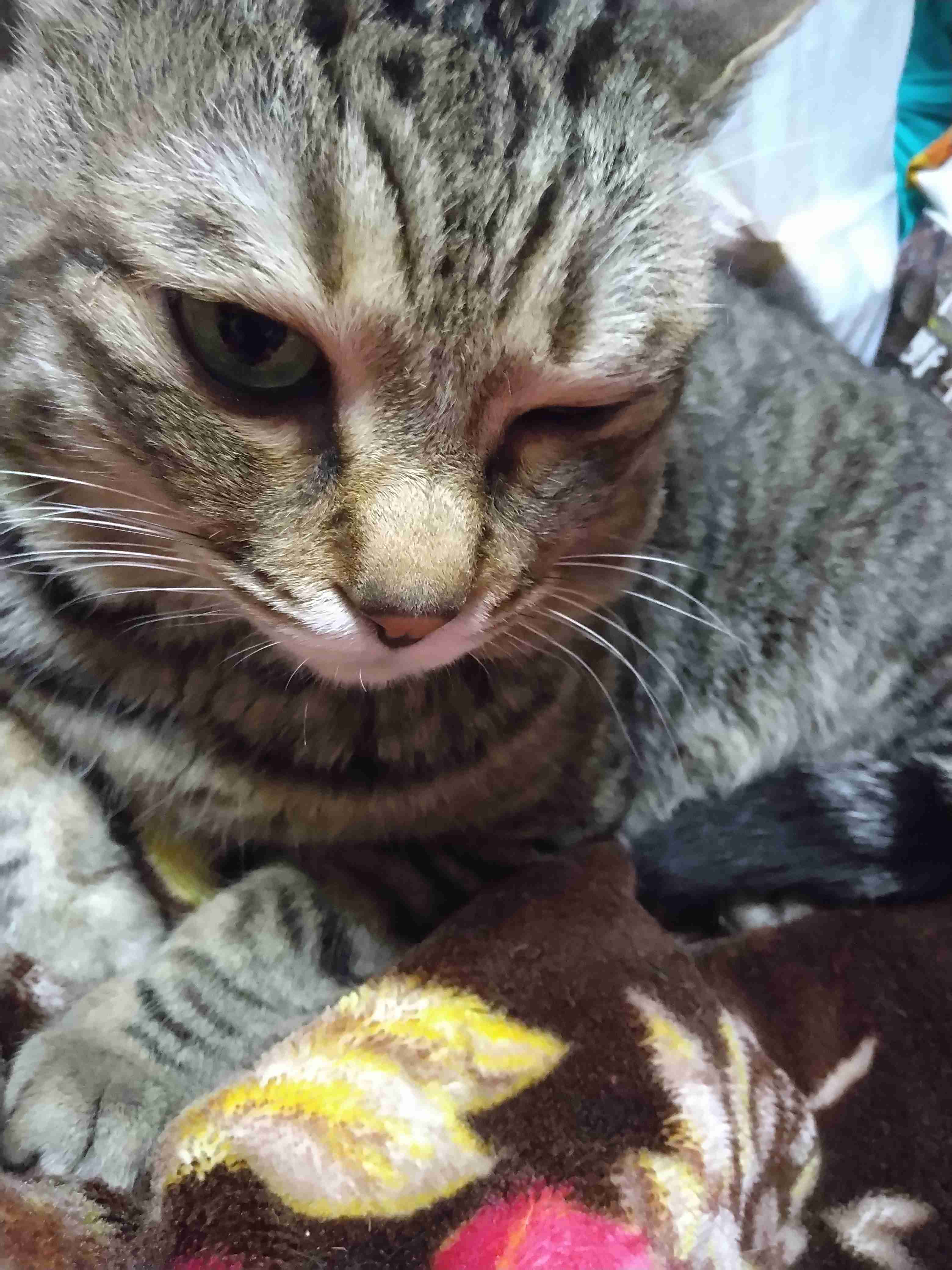 がるちゃん猫カフェ117号店開店しました♪(初めての方も大歓迎♪)