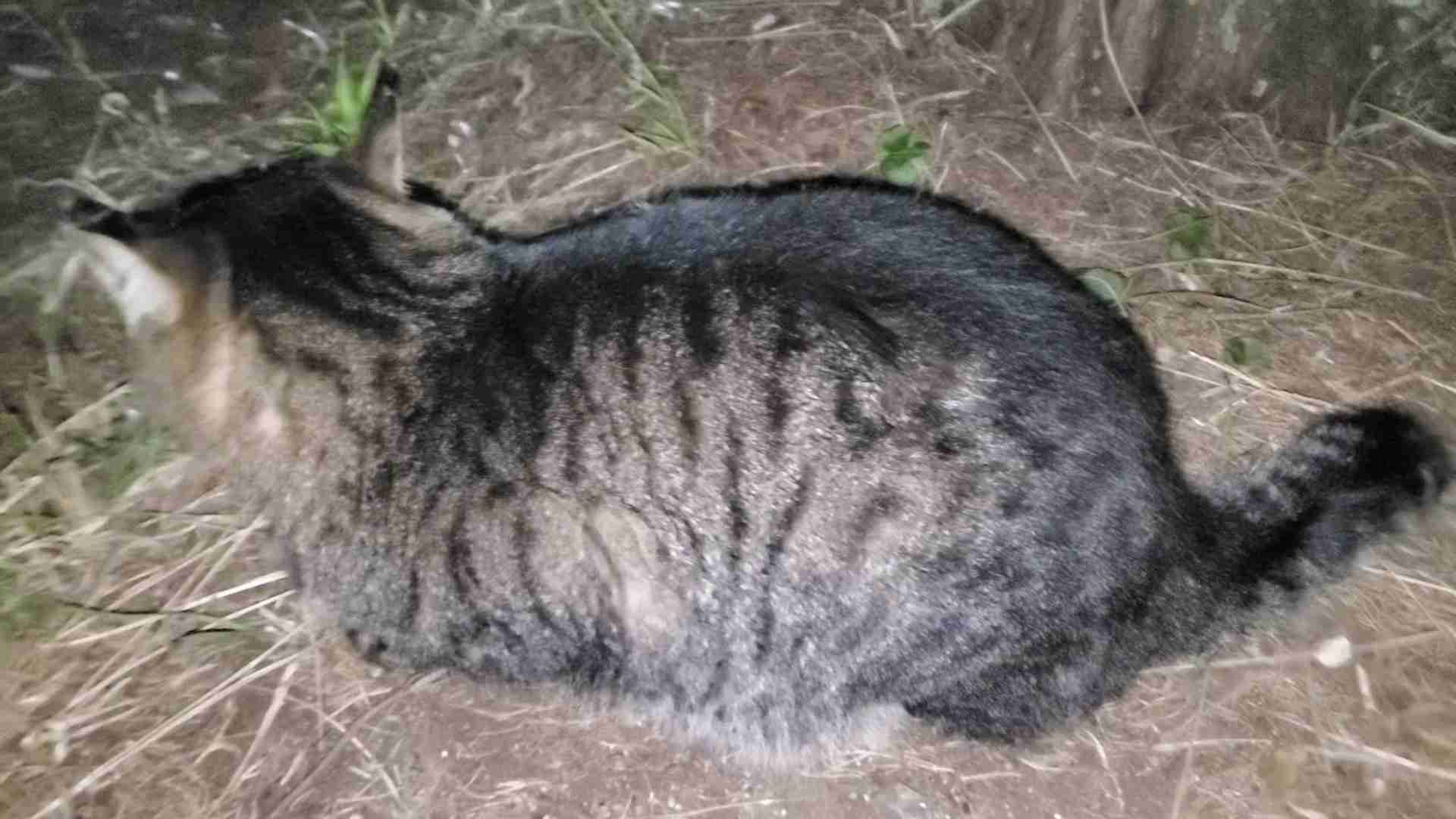 がるちゃん猫カフェ117号店開店しました♪(初めての方も大歓迎♪)