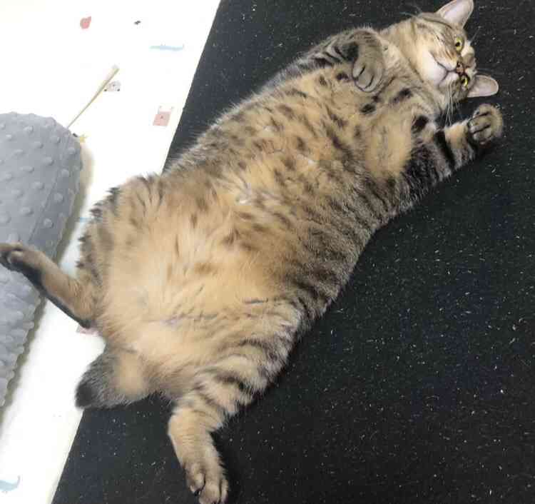 がるちゃん猫カフェ117号店開店しました♪(初めての方も大歓迎♪)
