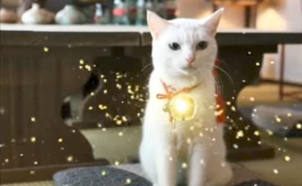 がるちゃん猫カフェ117号店開店しました♪(初めての方も大歓迎♪)