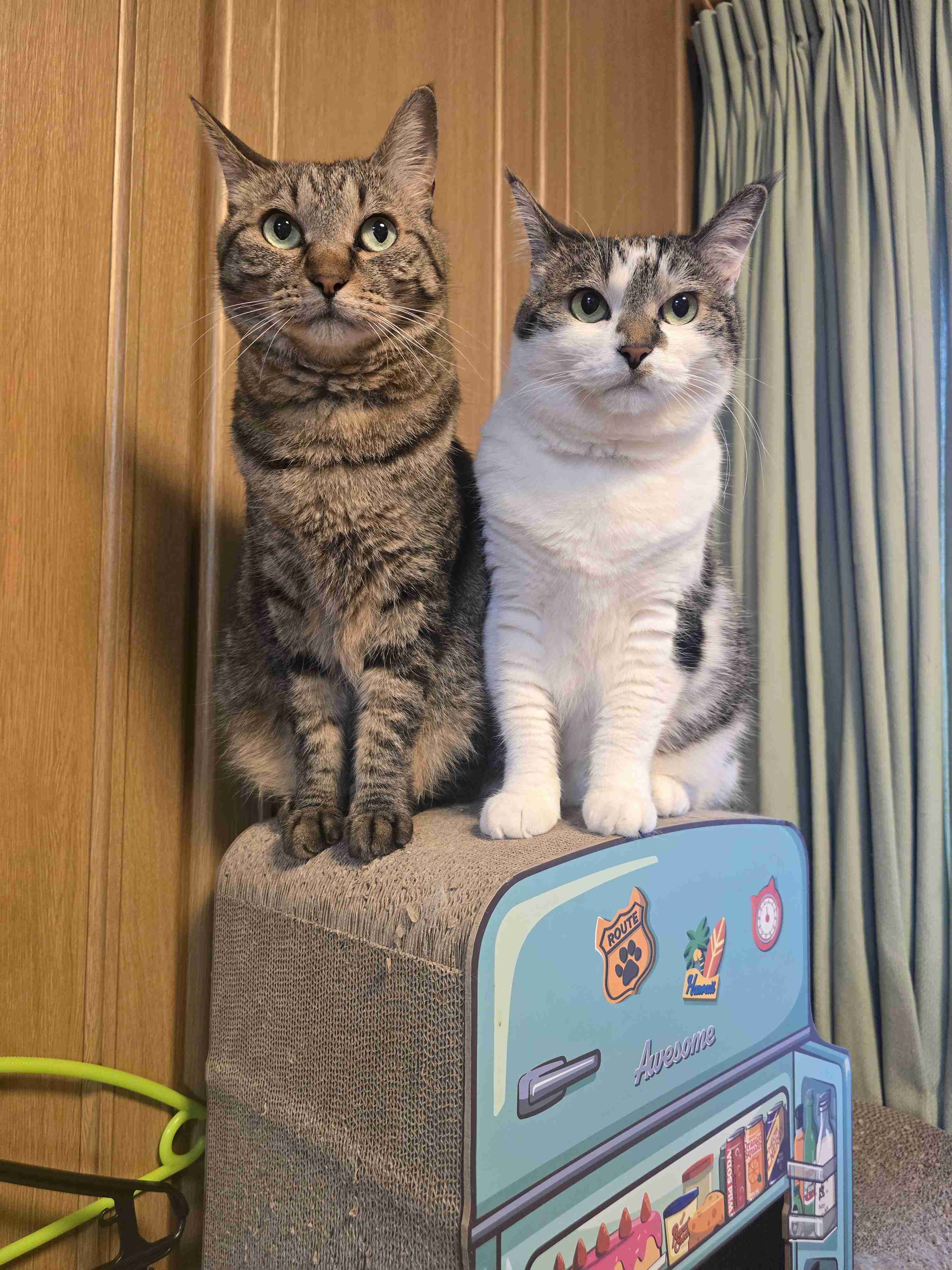 がるちゃん猫カフェ117号店開店しました♪(初めての方も大歓迎♪)