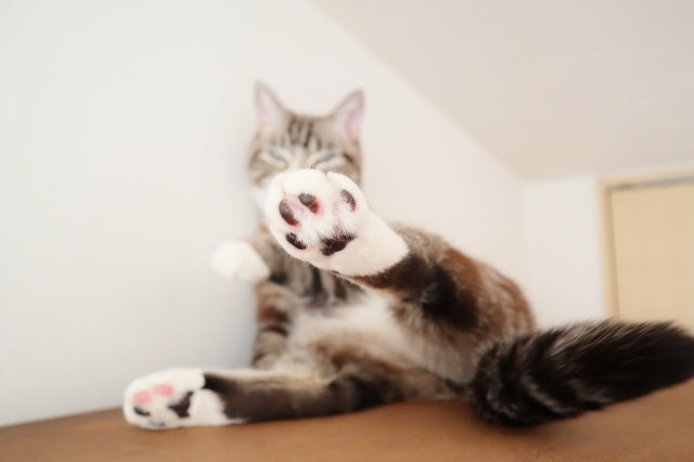 がるちゃん猫カフェ117号店開店しました♪(初めての方も大歓迎♪)