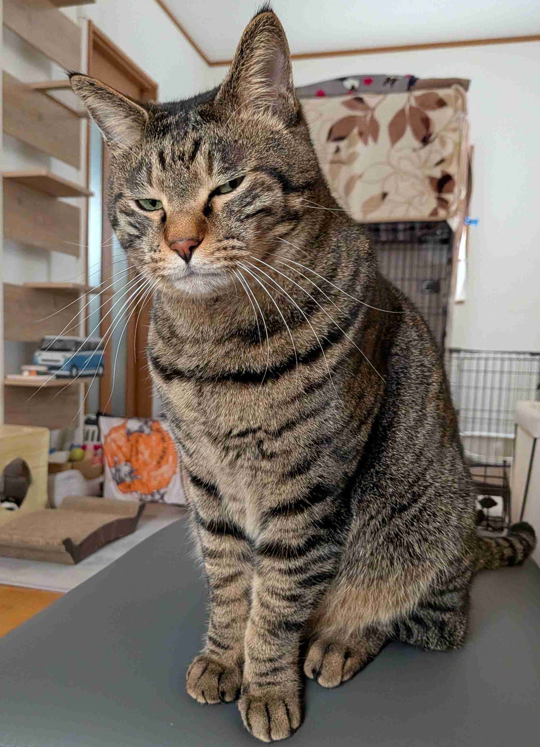 がるちゃん猫カフェ117号店開店しました♪(初めての方も大歓迎♪)