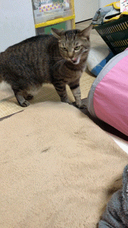 がるちゃん猫カフェ117号店開店しました♪(初めての方も大歓迎♪)