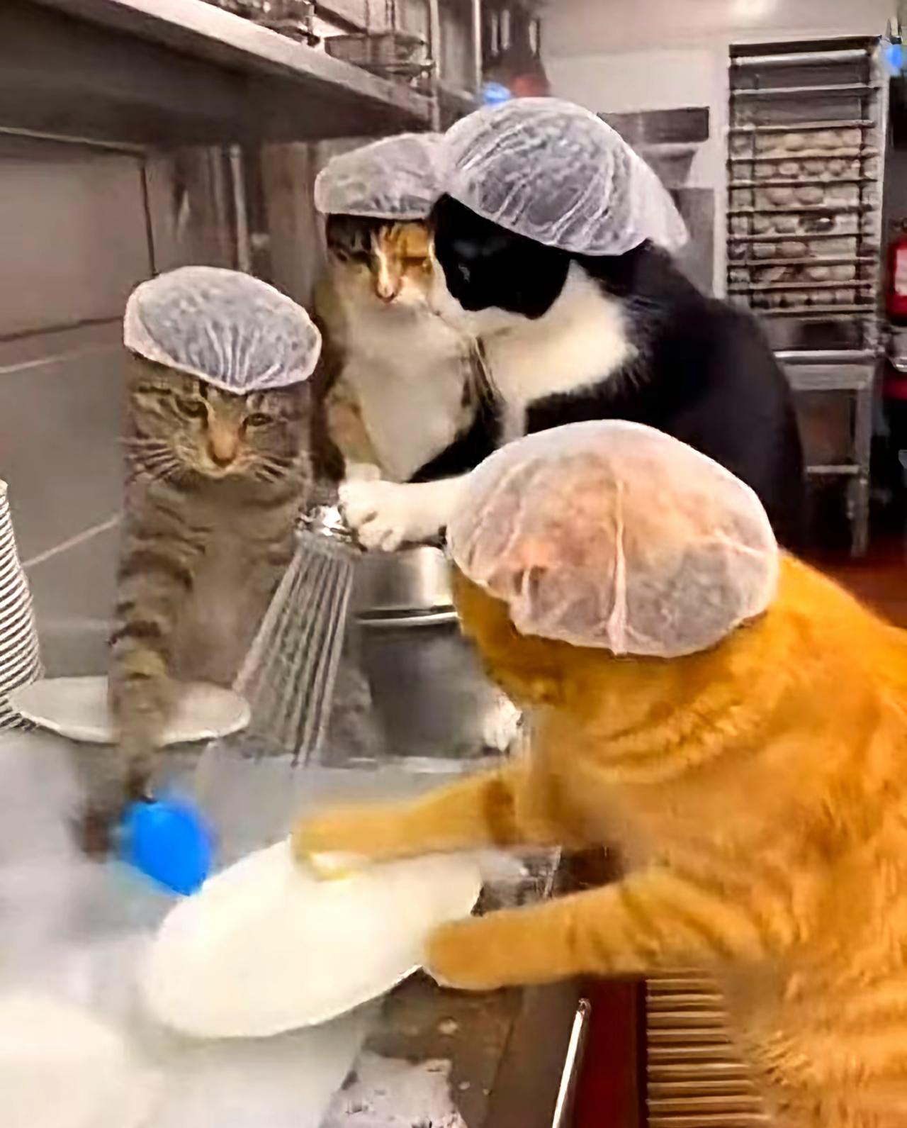 がるちゃん猫カフェ117号店開店しました♪(初めての方も大歓迎♪)
