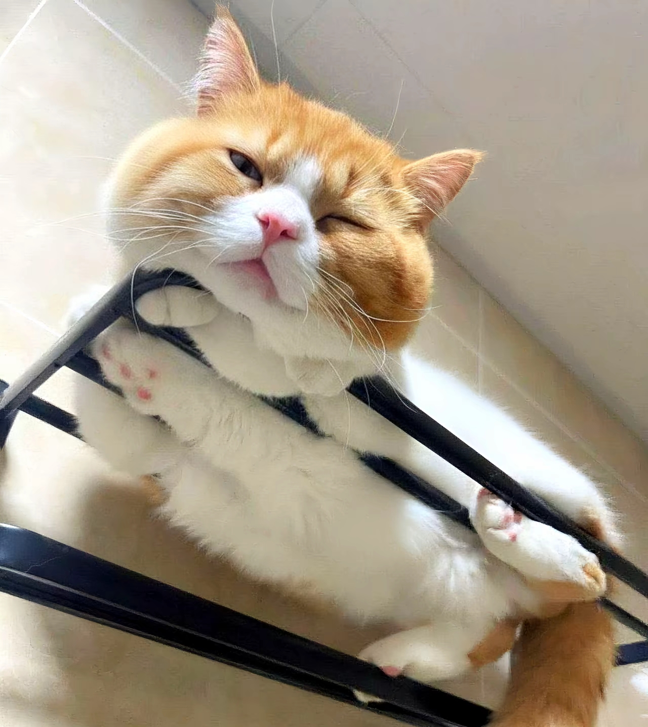 がるちゃん猫カフェ117号店開店しました♪(初めての方も大歓迎♪)